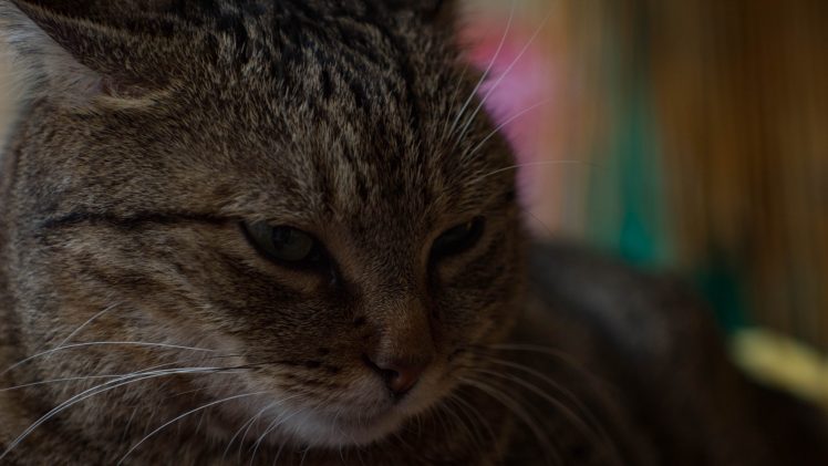 animals, Cat, Canon HD Wallpaper Desktop Background