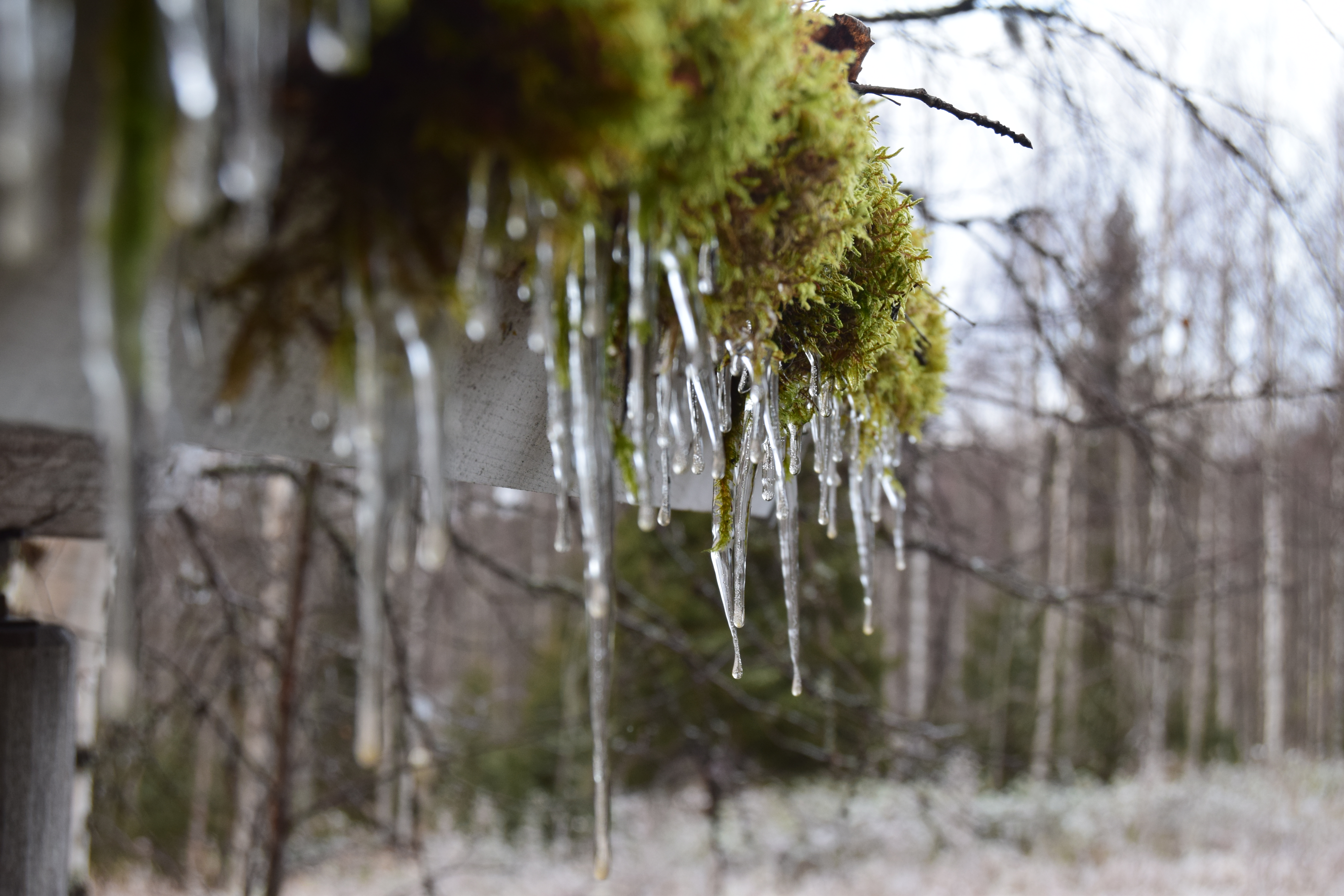 winter, Ice, Moss, Icicle Wallpaper