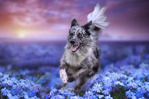 nature, Colorful, Dog, Plants, Flowers, Animals