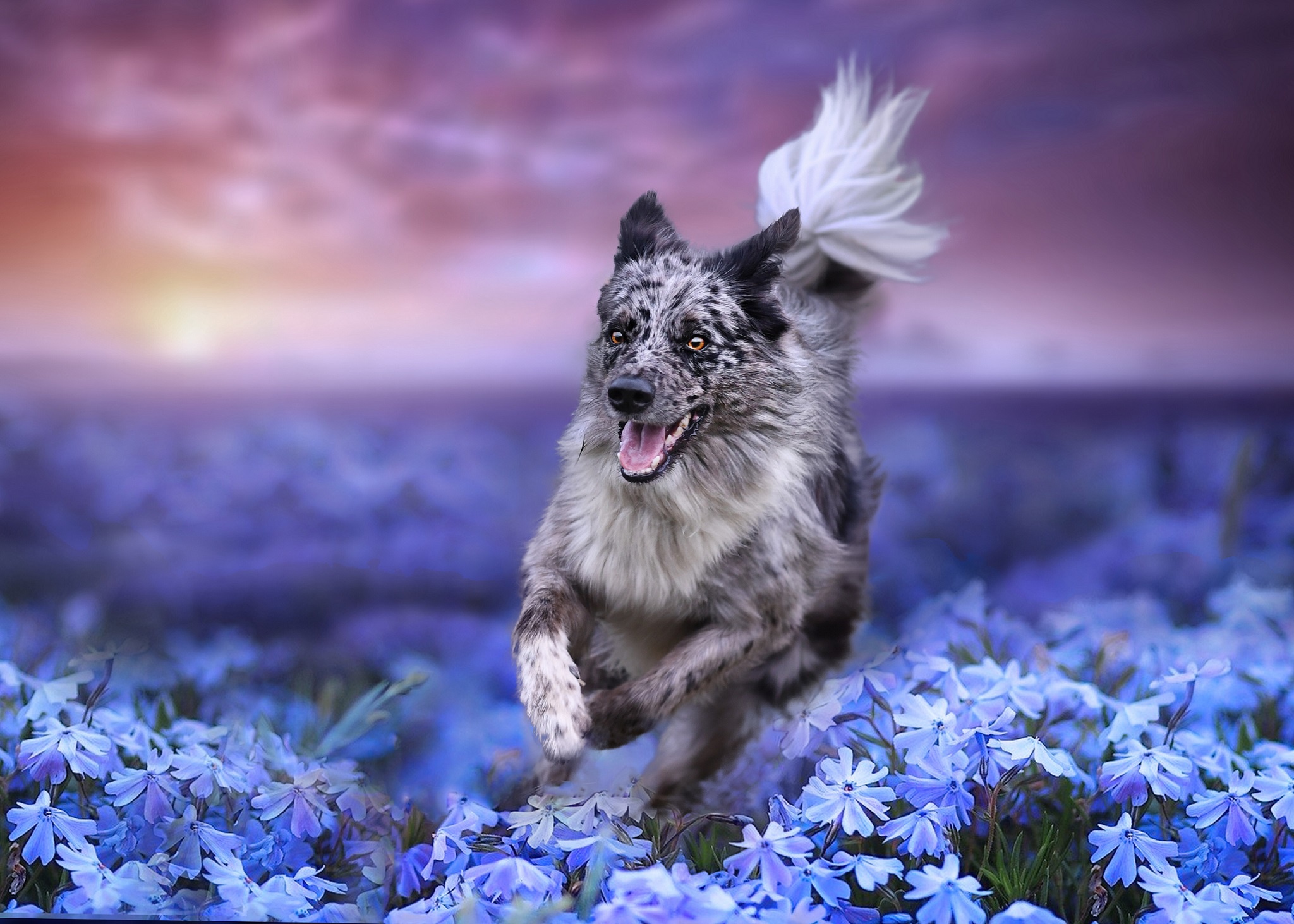 nature, Colorful, Dog, Plants, Flowers, Animals Wallpaper