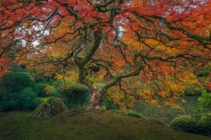 Kevin Shearer, Garden, Portland, Trees, Fall, Nature, Colorful, Plants, Hill, Moss