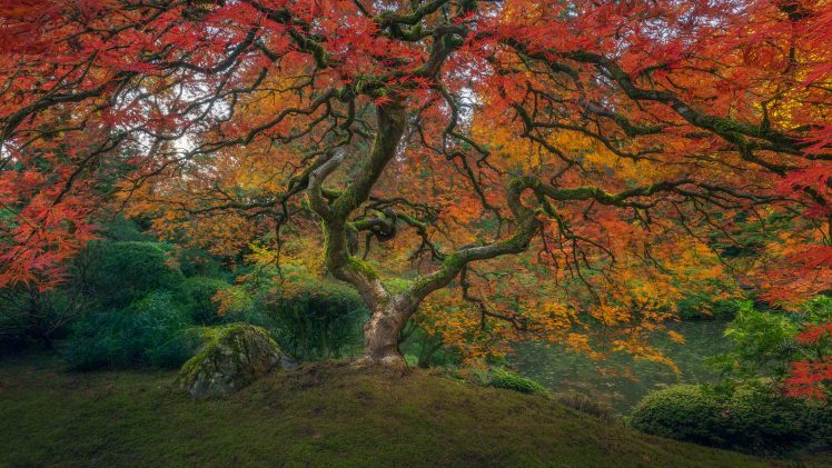 Kevin Shearer, Garden, Portland, Trees, Fall, Nature, Colorful, Plants, Hill, Moss HD Wallpaper Desktop Background