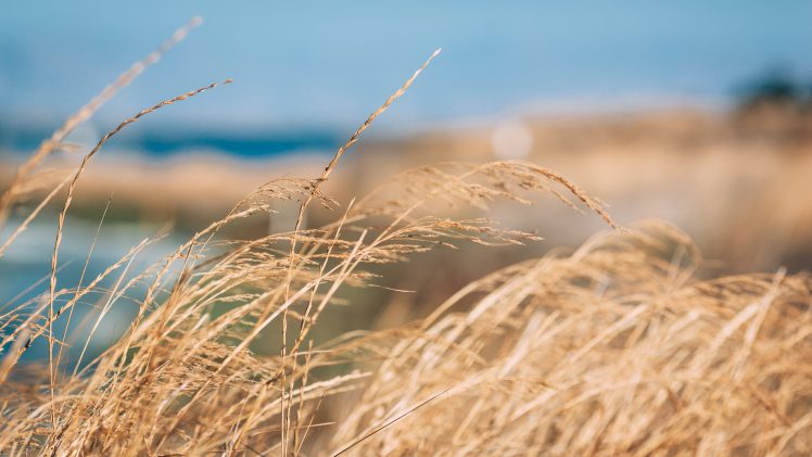 photography, Wilderness, Grass, Dry grass, Landscape HD Wallpaper Desktop Background