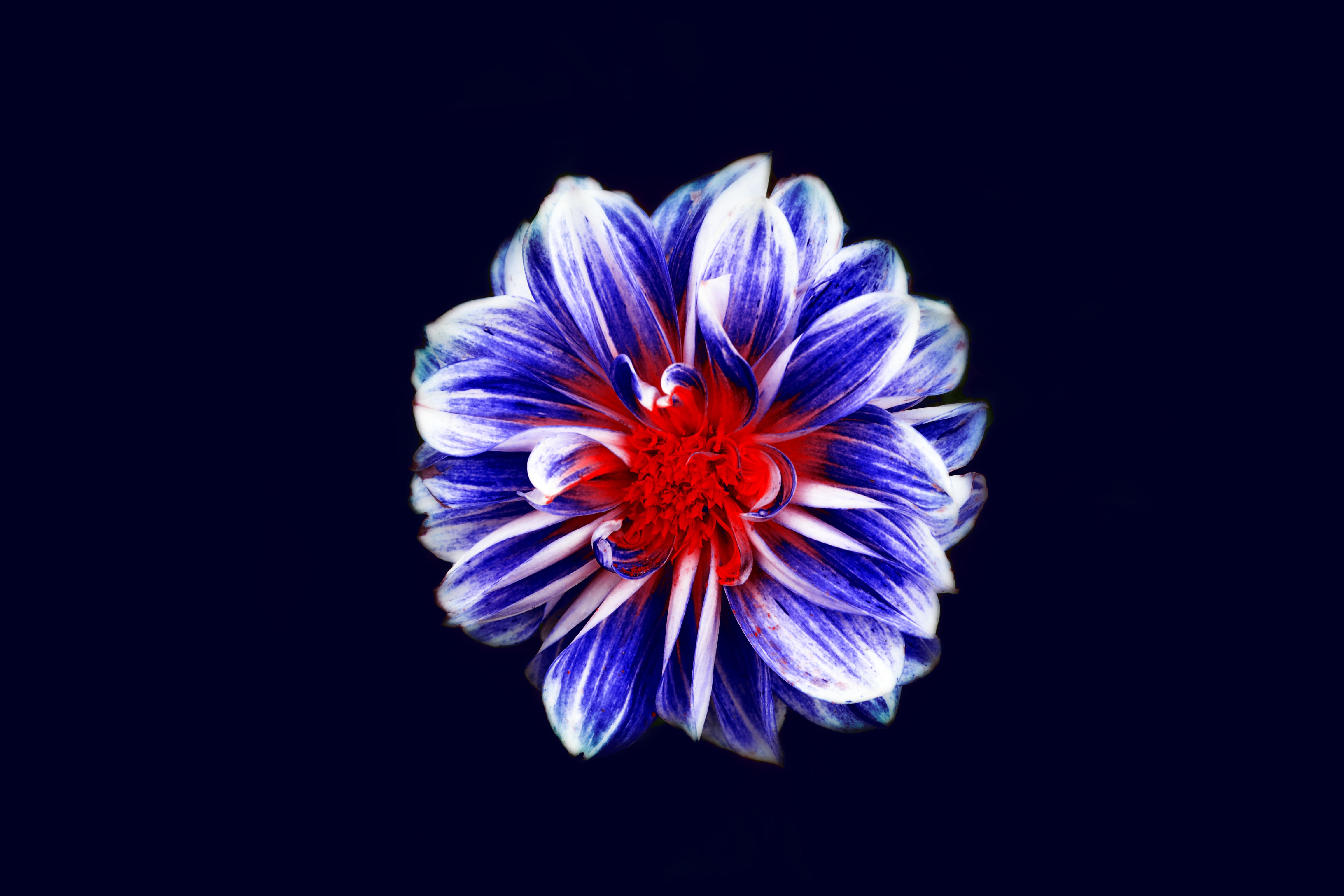 nature, Flowers Wallpaper