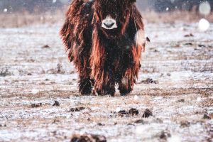 nature, Bison, Snow, Animals
