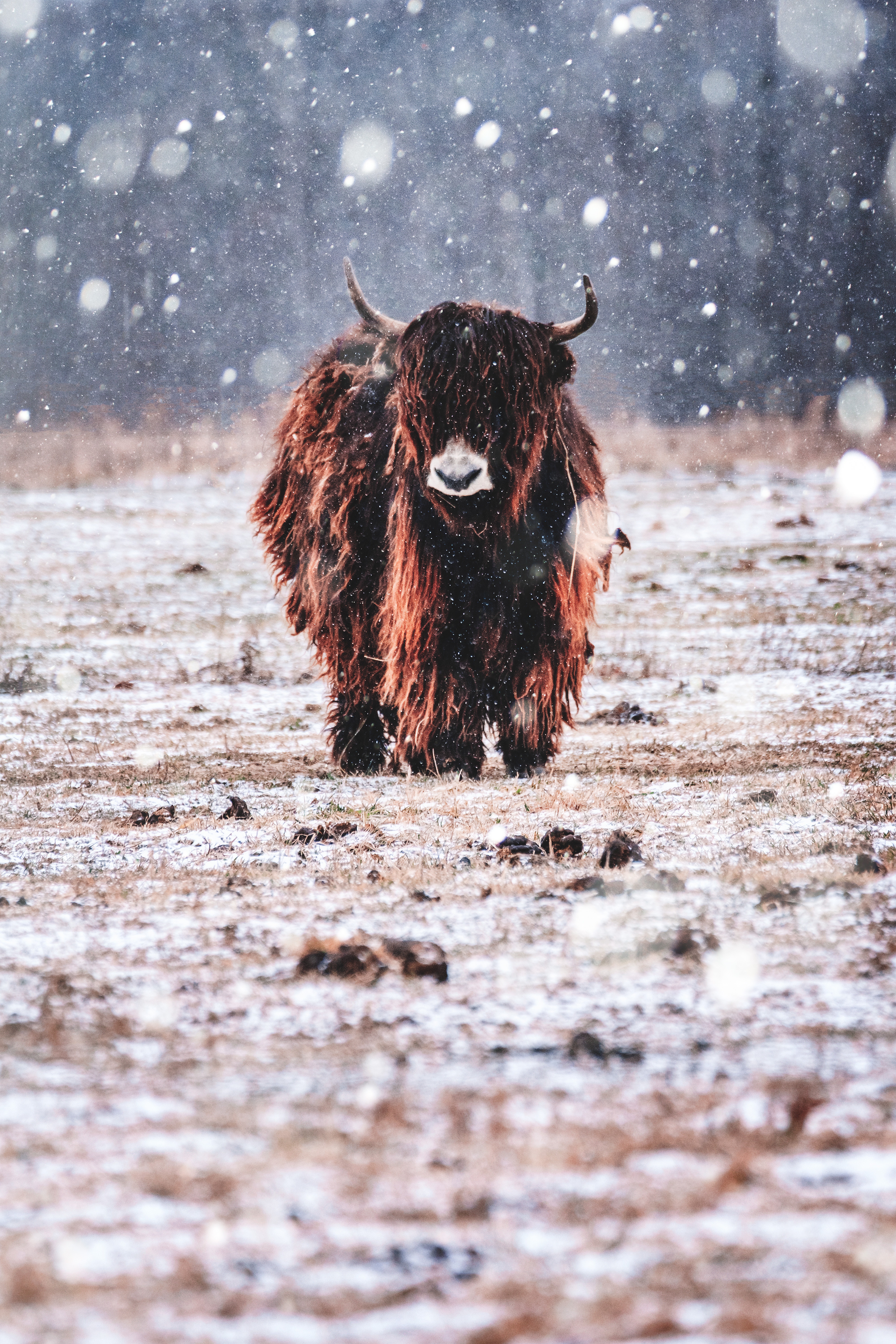 nature, Bison, Snow, Animals Wallpaper