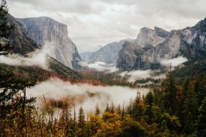 nature, Trees, Yosemite Valley, Yosemite National Park