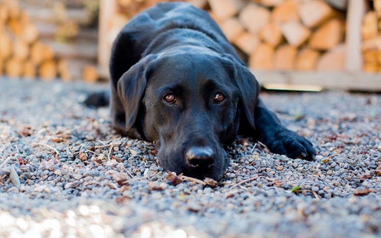 black, Animals, Dog HD Wallpaper Desktop Background