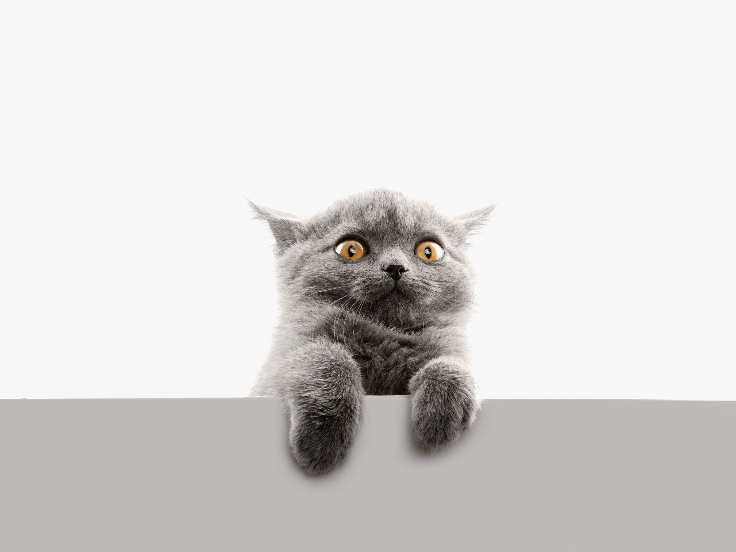 cat, Animals Wallpaper