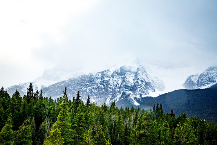 nature, Trees, Snow, Forest, Landscape, HDR HD Wallpaper Desktop Background