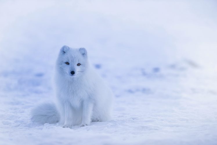 arctic fox, Snow, Animals, Fox HD Wallpaper Desktop Background