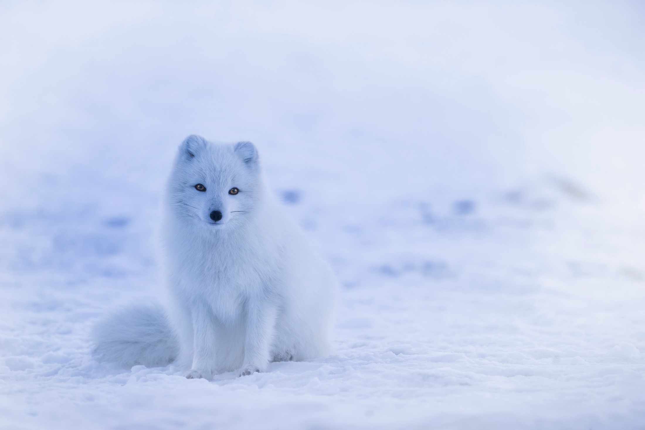 arctic fox, Snow, Animals, Fox Wallpaper