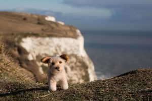 nature, Landscape, Sea, Cliff, Coastline, Cliffs of Dover, England, UK, Depth of field, Closeup, Toys, Dog