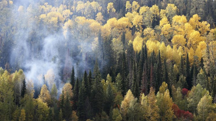 nature, Landscape, Trees, Forest, Fall, Mist, Siberia, Russia, Birds eye view, Pine trees HD Wallpaper Desktop Background