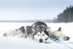 snow, Cold, Sleeping, Dog