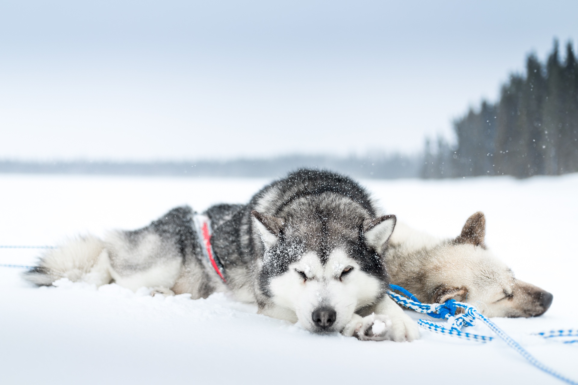 snow, Cold, Sleeping, Dog Wallpaper