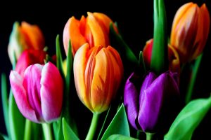 colorful, Flowers, Tulips