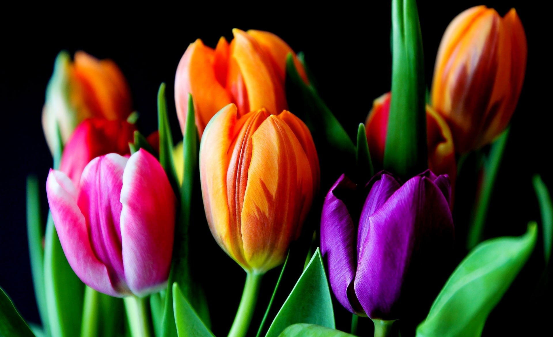 colorful, Flowers, Tulips Wallpaper