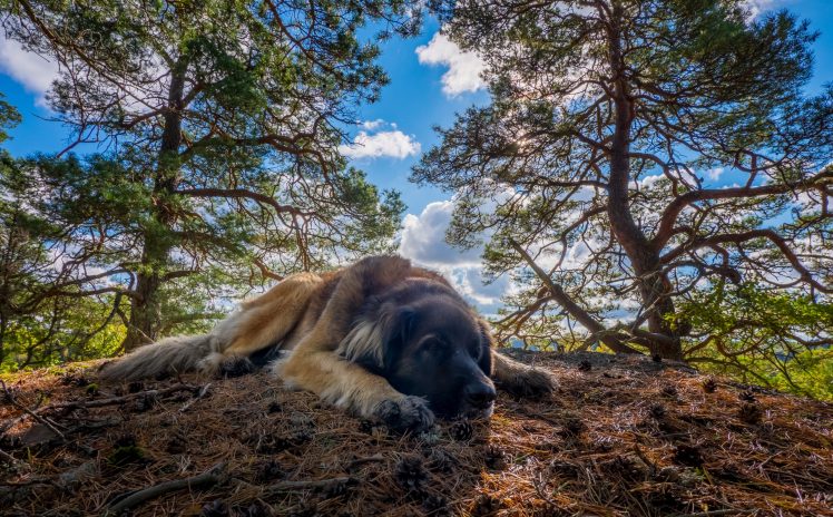 nature, Trees, Animals, Dog HD Wallpaper Desktop Background