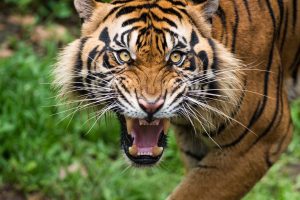 teeth, Big cats, Animals, Tiger