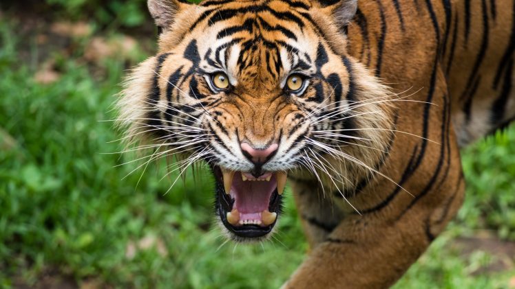 teeth, Big cats, Animals, Tiger HD Wallpaper Desktop Background