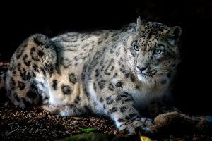 big cats, Mammals, Animals, Snow leopards