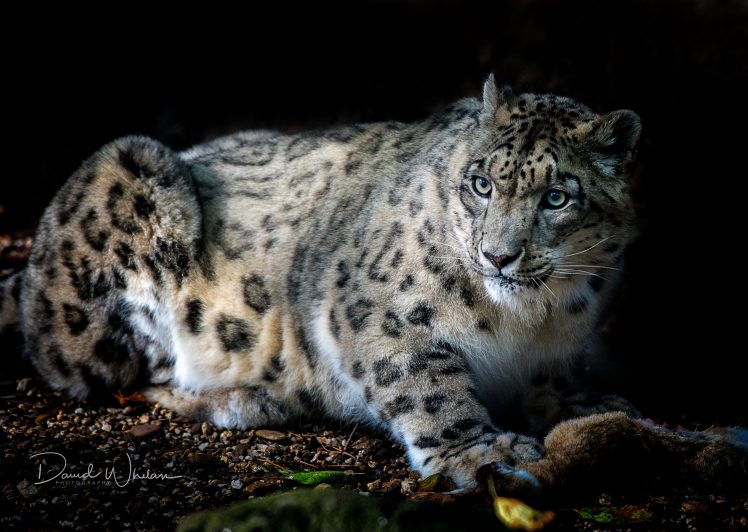 big cats, Mammals, Animals, Snow leopards HD Wallpaper Desktop Background