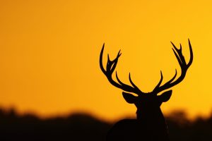 deer, Antlers, Nature, Silhouette
