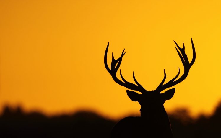 deer, Antlers, Nature, Silhouette HD Wallpaper Desktop Background