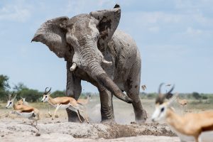 Johan Barnard, 500px, Nature, Elephant, Animals