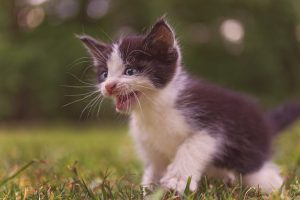 kittens, Animals, Cat