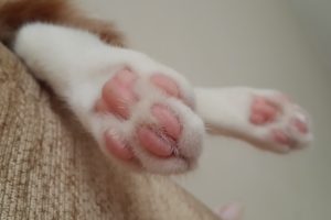 cat, Paws, Pink