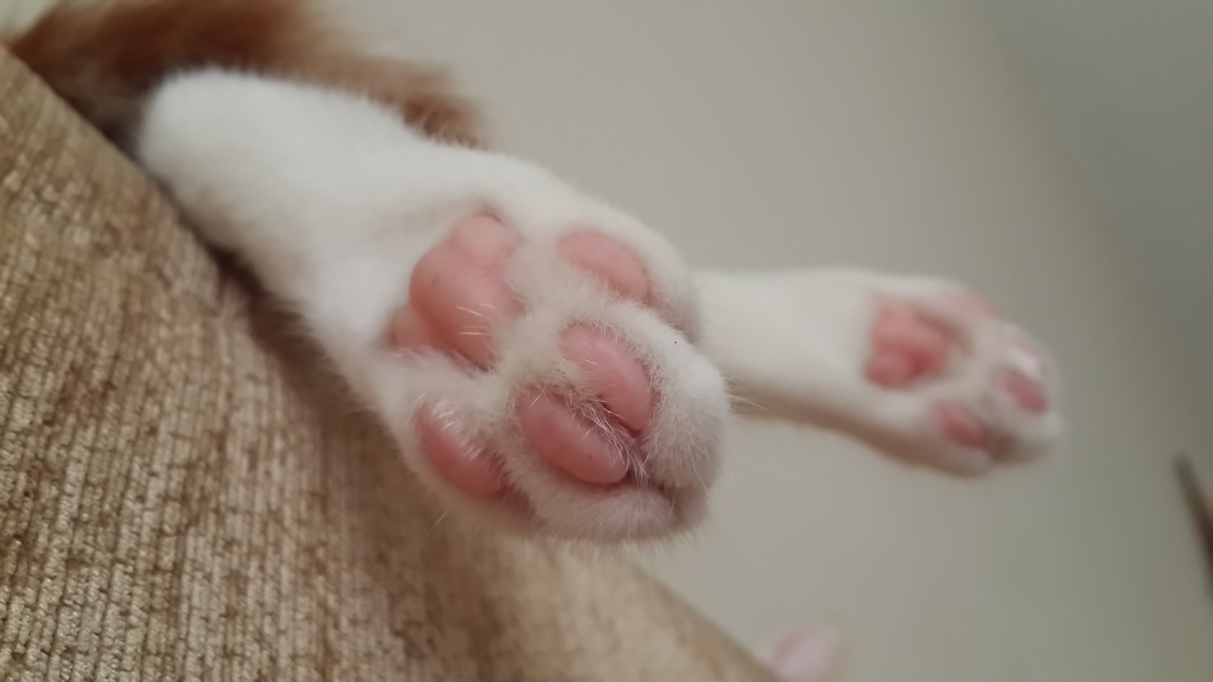 cat, Paws, Pink Wallpaper