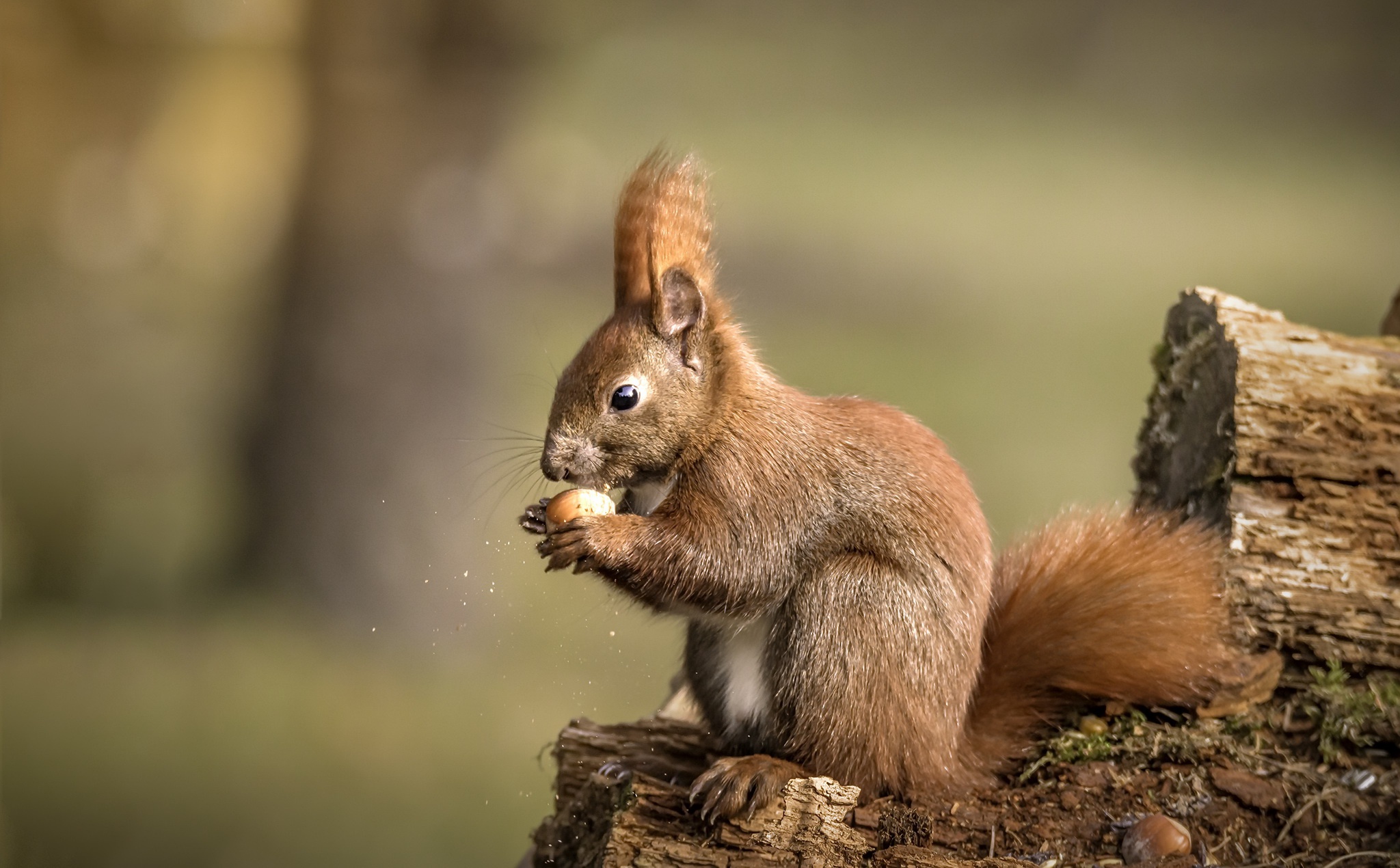 squirrel, Mammals, Animals Wallpapers HD / Desktop and ...