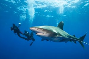 divers, Underwater, Sea, Shark, Bubbles, Dangerous, Blue, Great White Shark