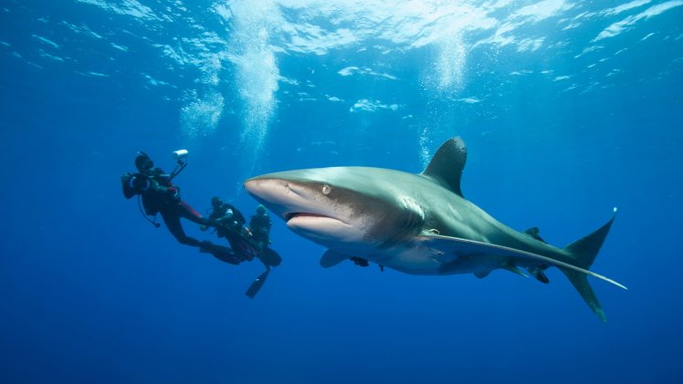 divers, Underwater, Sea, Shark, Bubbles, Dangerous, Blue, Great White Shark HD Wallpaper Desktop Background