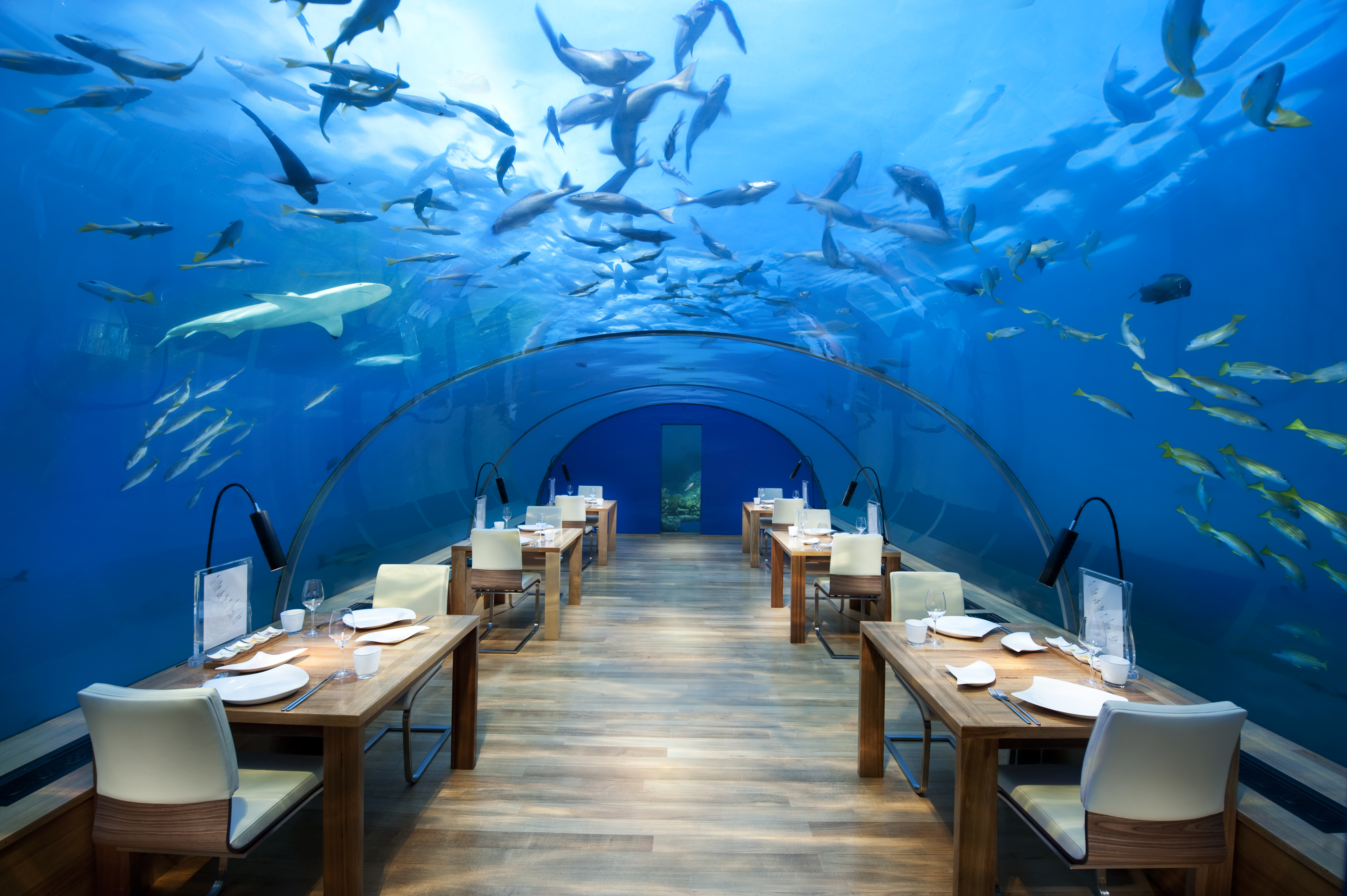 transparency, Underwater, Restaurant, Chair, Table, Sea, Fish, Glass, Lamp, Arch, Wooden surface, Dishes, Maldives, Shark Wallpaper