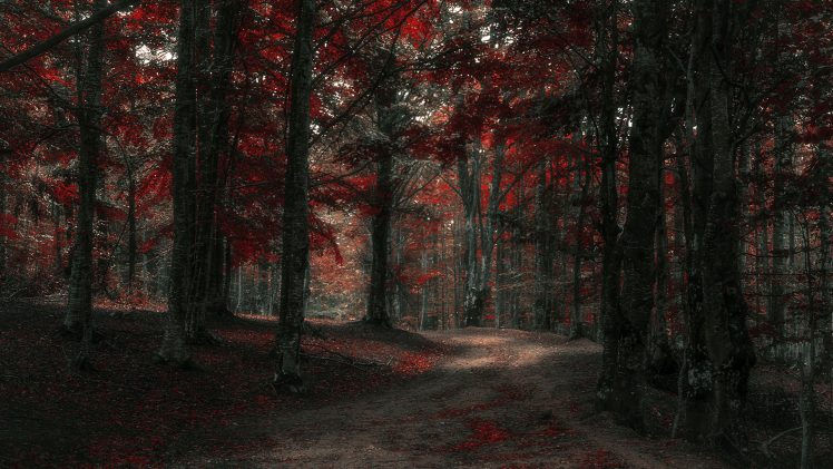 forest, Fall HD Wallpaper Desktop Background