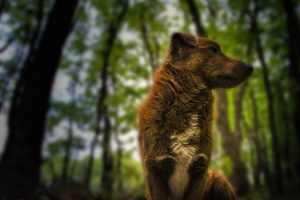 dog, Photography, Wood, Nature