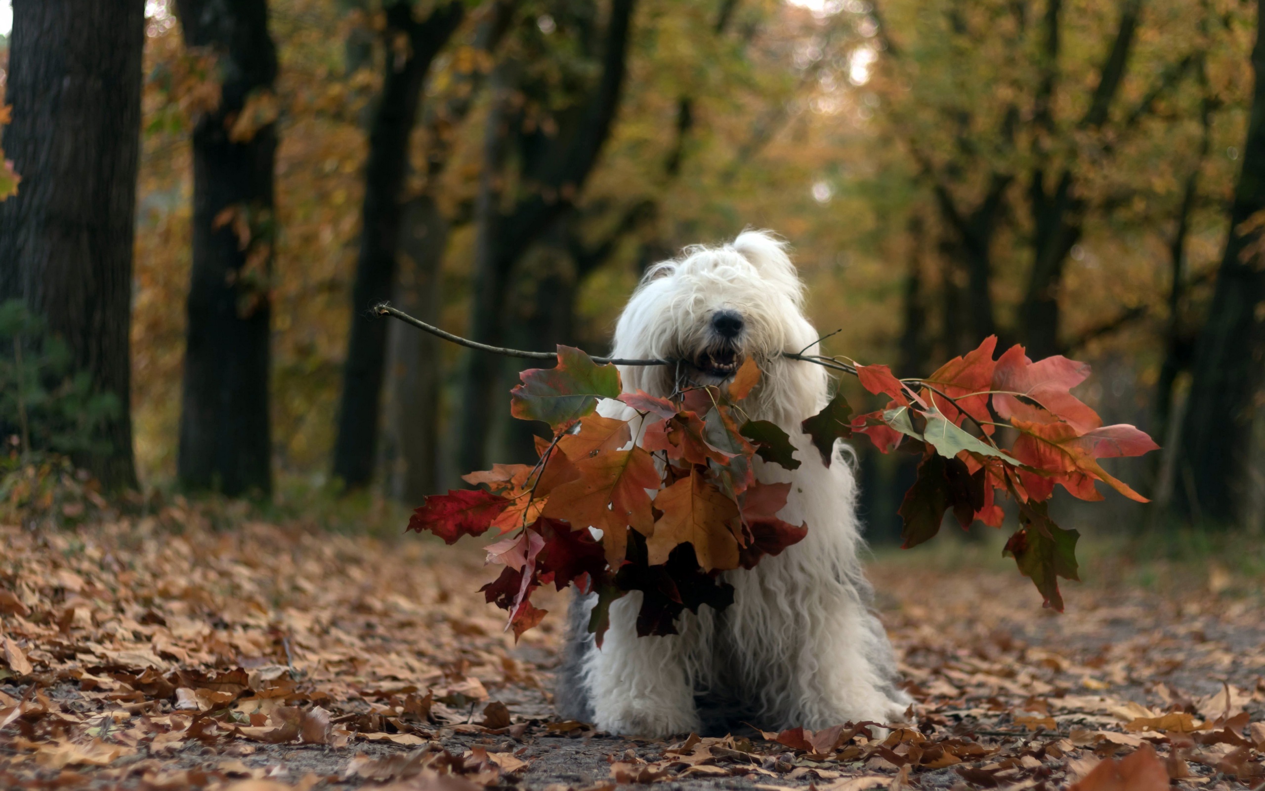 dog, Leaves, Fall, Animals Wallpaper