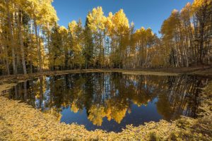 nature, Water, Fall, Leaves, Blue, Yellow, Reflection