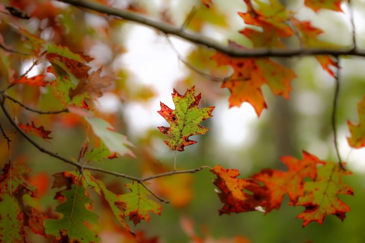 plants, Leaves, Nature, Trees, Fall HD Wallpaper Desktop Background