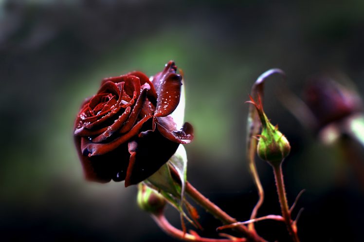 macro, Plants, Rose, Red flowers, Flowers HD Wallpaper Desktop Background