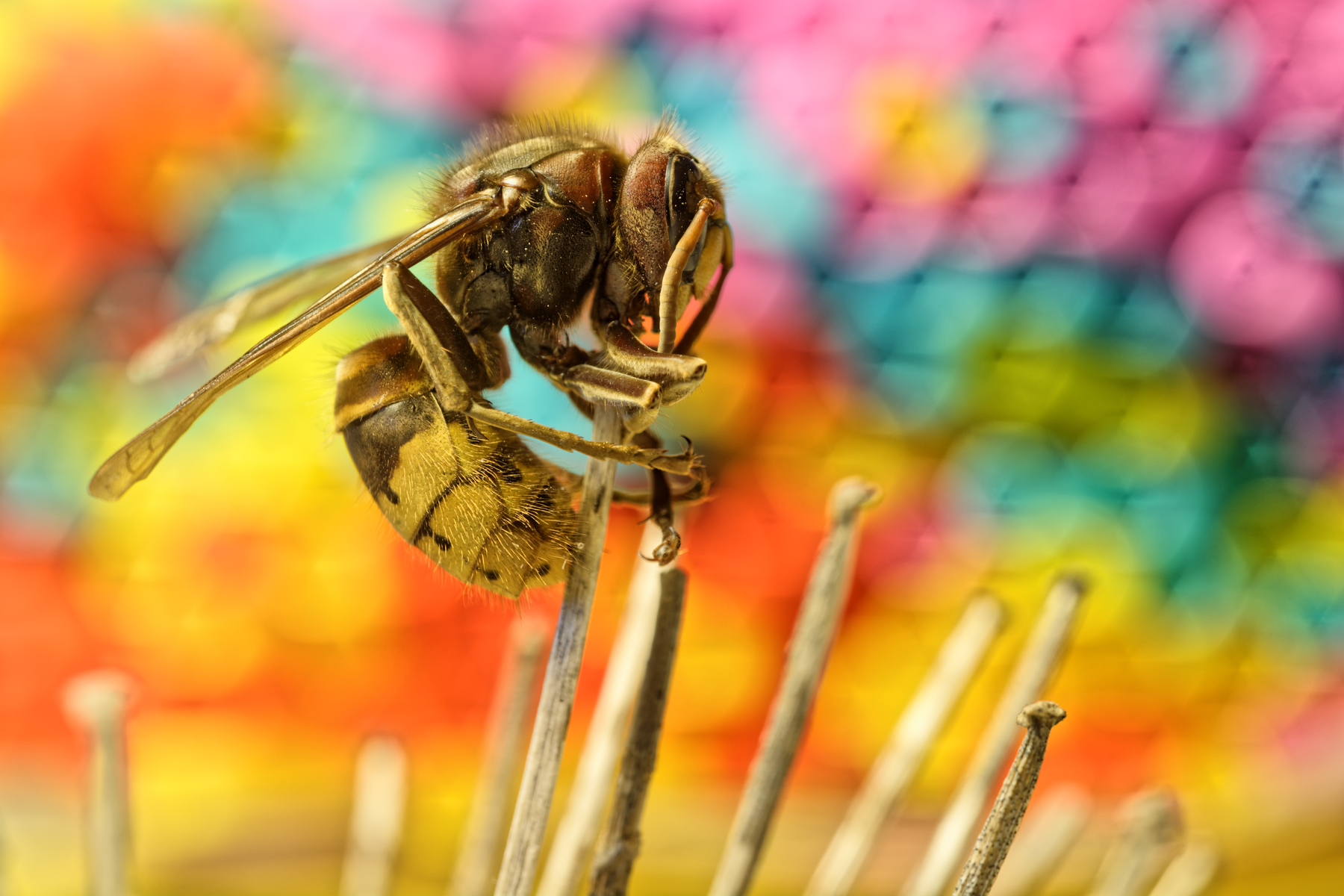insect, Animals, Macro, Wasps Wallpaper