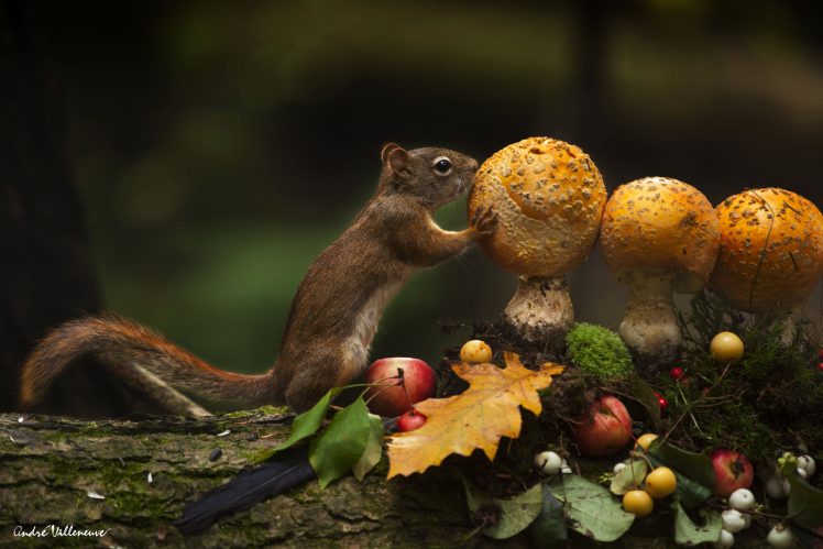 squirrel, Mammals, Animals HD Wallpaper Desktop Background