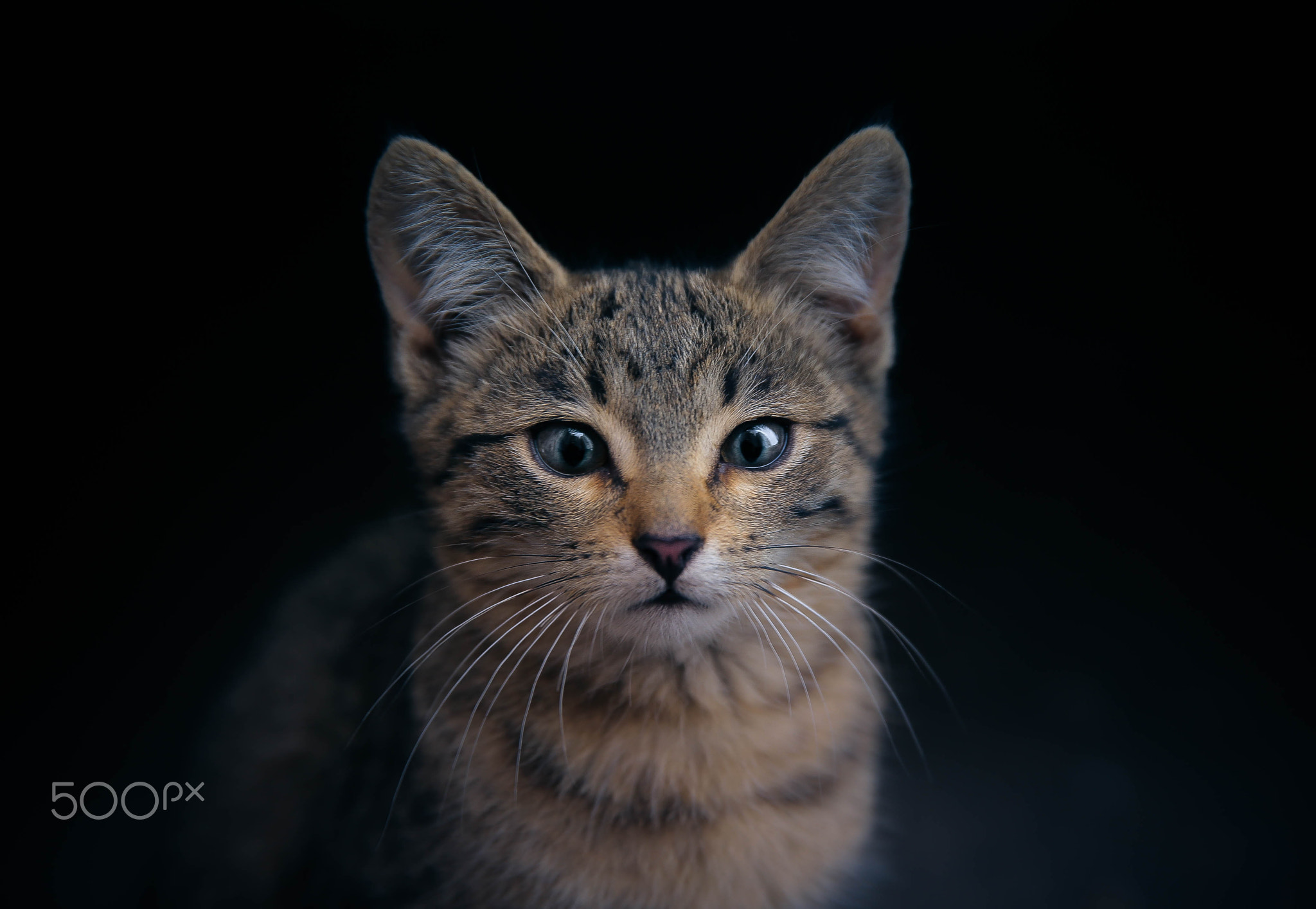 cat, Animals Wallpaper