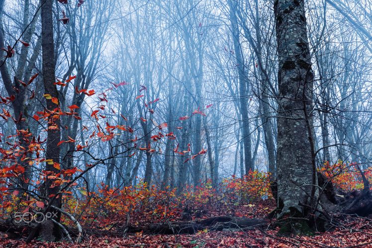 Misty Autumn Forest HD Wallpaper Desktop Background