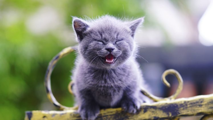 kittens, Cat, Animals HD Wallpaper Desktop Background