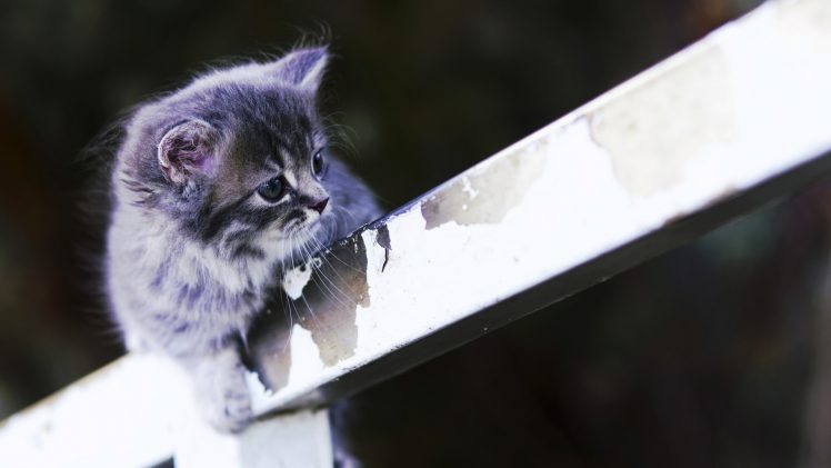 cat, Kittens, Animals HD Wallpaper Desktop Background