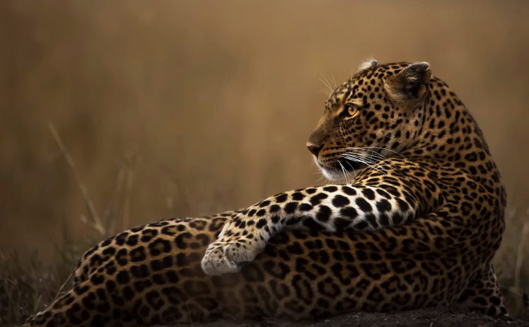 big cats, Leopard, Cat, Animals HD Wallpaper Desktop Background